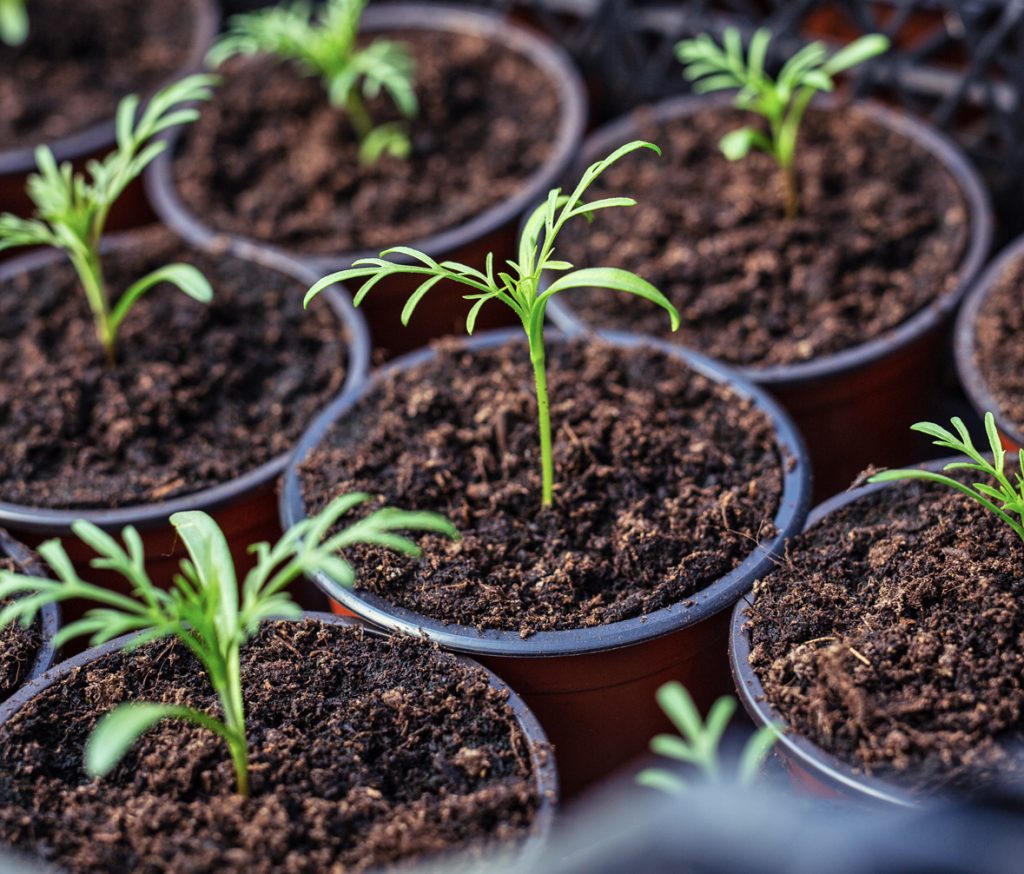 Towanda PA seedling distribution
